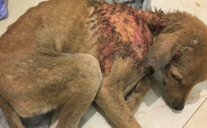 Bring supplies to Sri Lankan street dogs