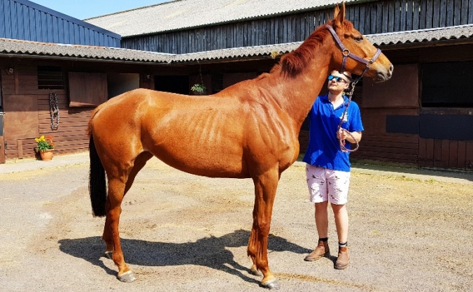 A horse called Gin Drinker