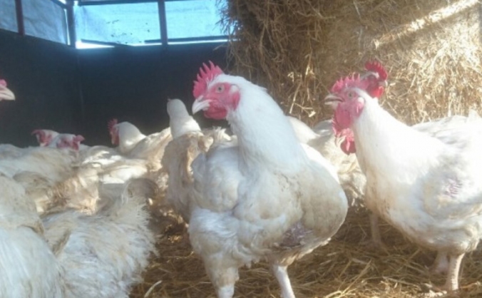 Tractor Died, Transplant required, Free Range Food
