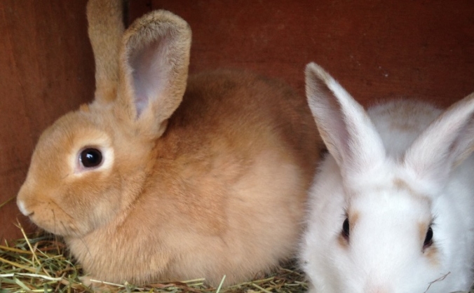 Rabbit and Guinea pig rescue