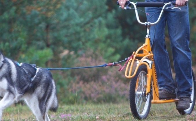 To help me train and compete in dryland mushing