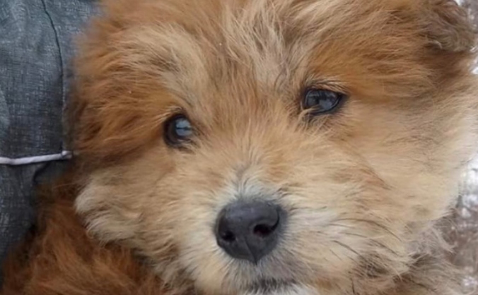 Raising funds for Veterinary Costs for Twiglet