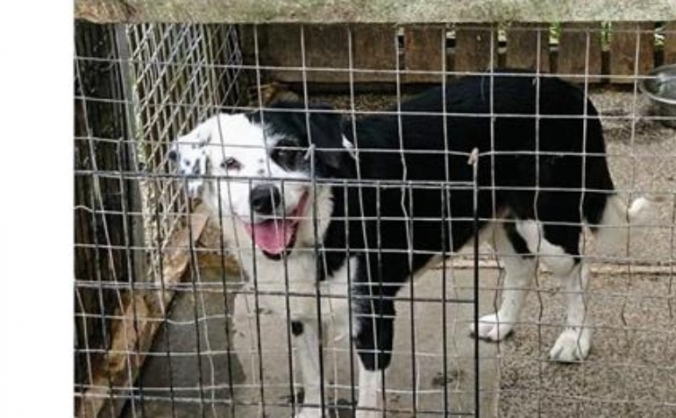 New Kennel Facility