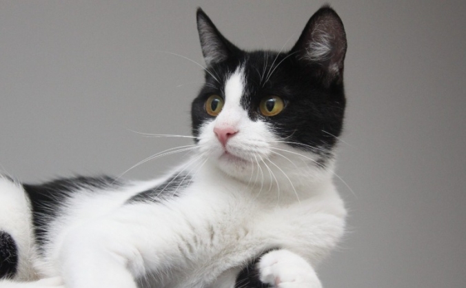 APPEAL FOR RESCUE CATS IN NEED