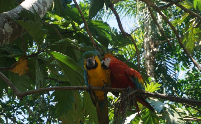 Save Tierra Linda ( Amazon Jungle )