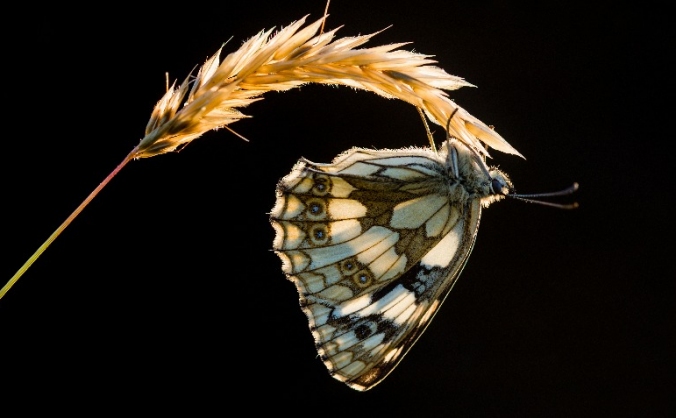 Native species butterfly and moth breeding house