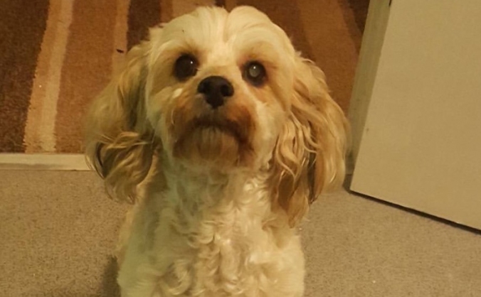 Helping my dog see again.