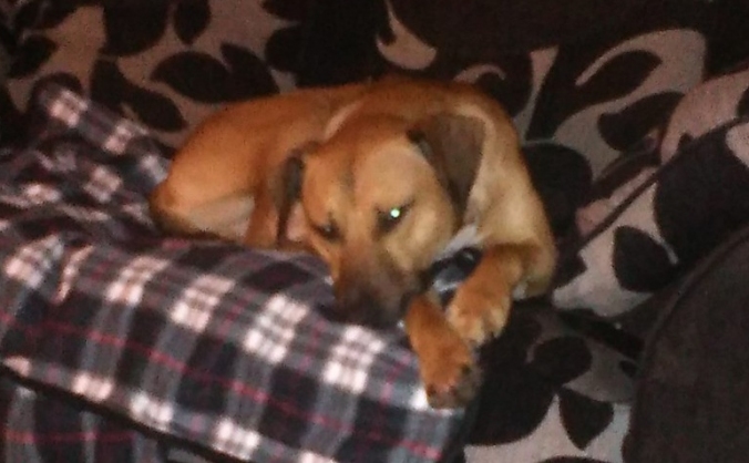 Max Vet Fund for Neutering