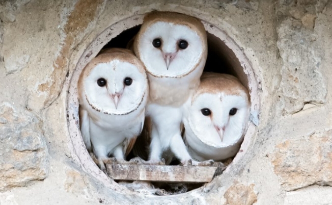 Dorset's Barn Owls - their future is in your hands