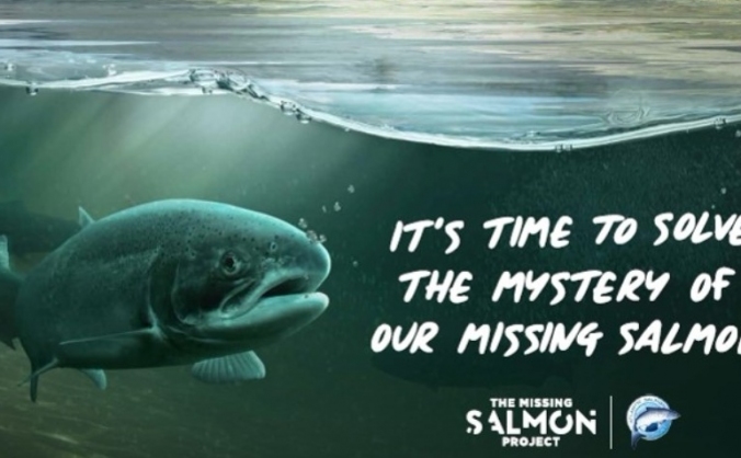 The Missing Salmon Project