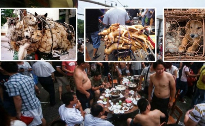ANIMAL WELFARE IN CHINA