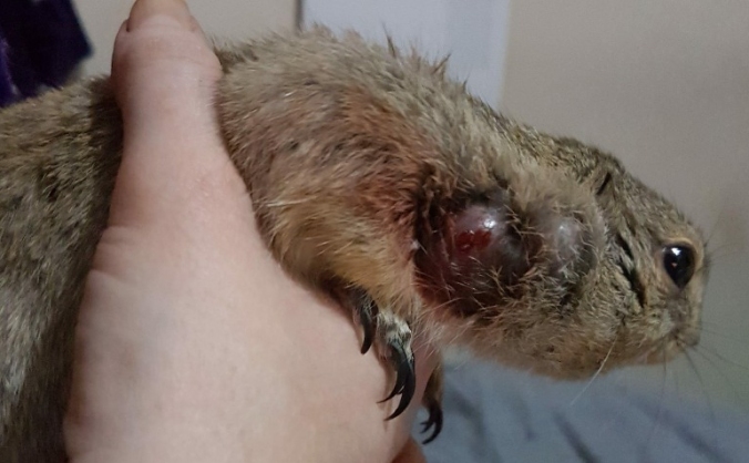 Help Alan the squirrel have his biopsy!!