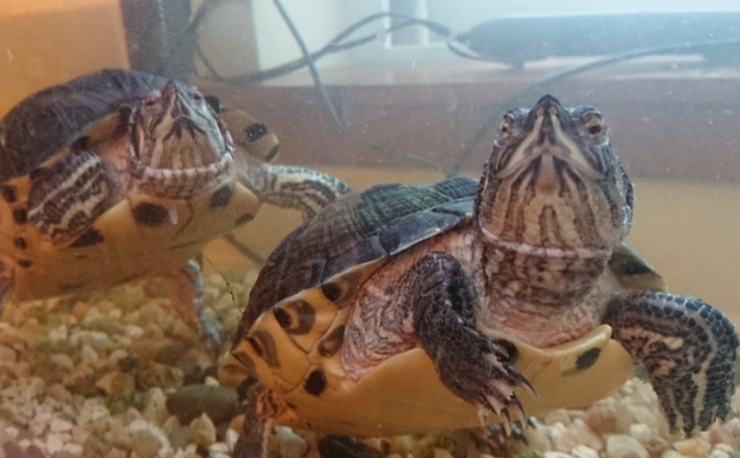Turtle Tank Upgrade