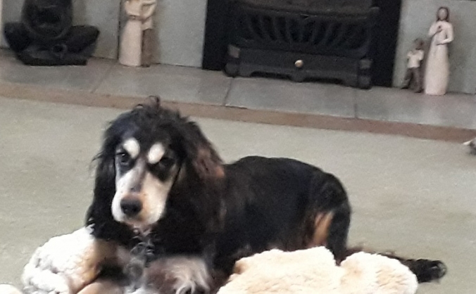 Vet bills for rescued cocker spaniel