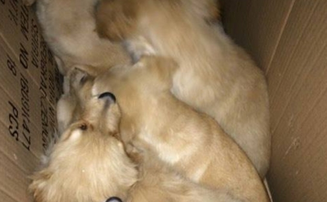 Keep their tails wagging