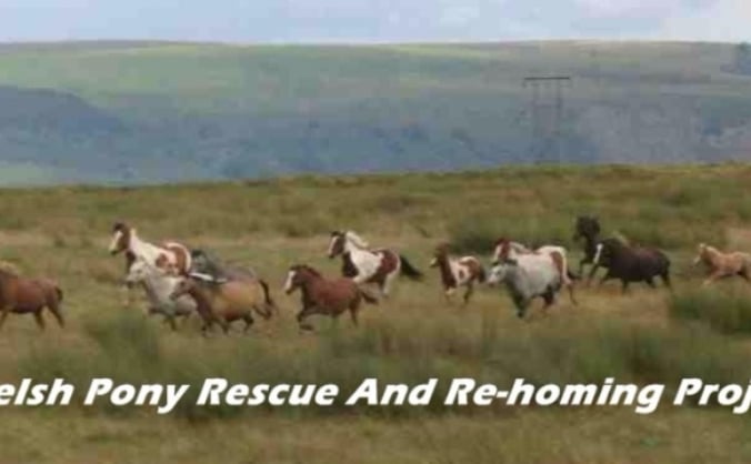 Welsh Ponies Rescue And Re-homing Project.