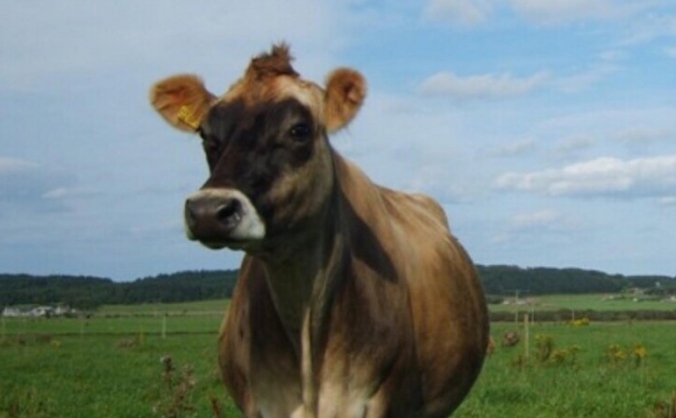 The Broon Coo Project