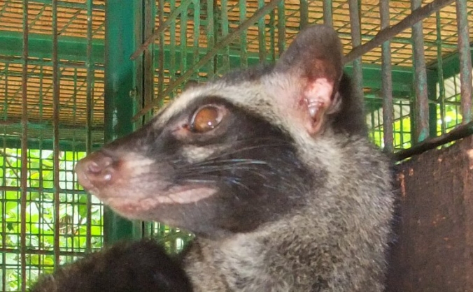 Civet Camera Trap Project