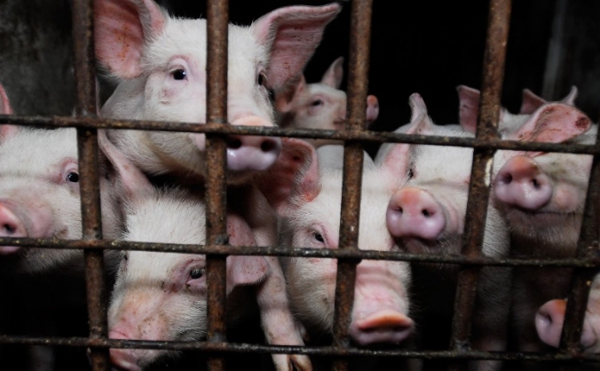 Farms Not Factories - Films
