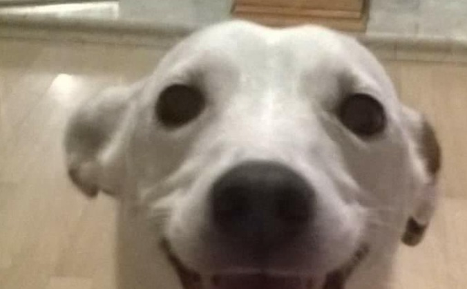 Help save meg