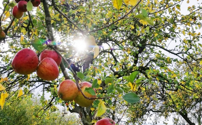 Cider in the City : Blossomtime Event