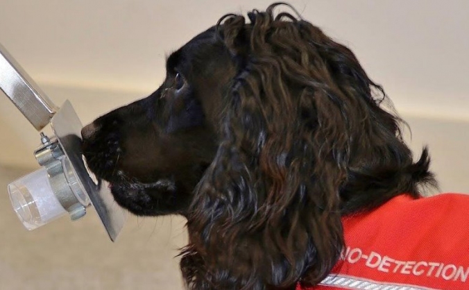 Fund a Cancer Detection Dog
