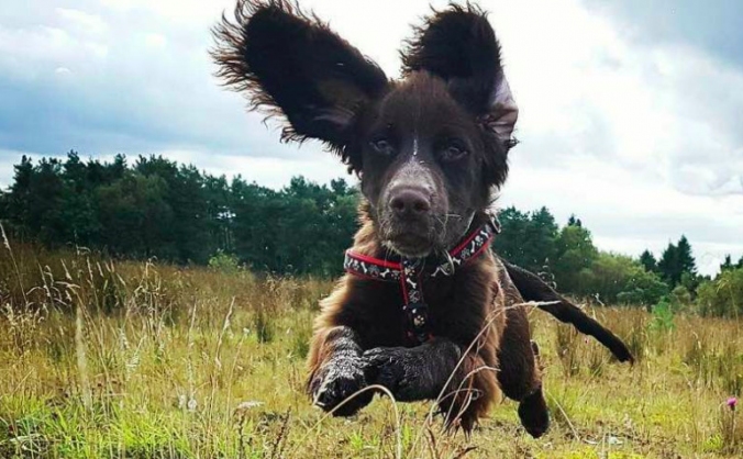 BRAVEHOUND