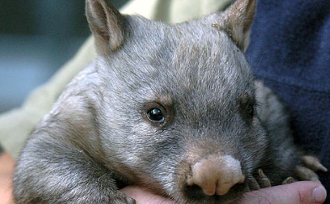 Save the Wombat, #saveMarvin