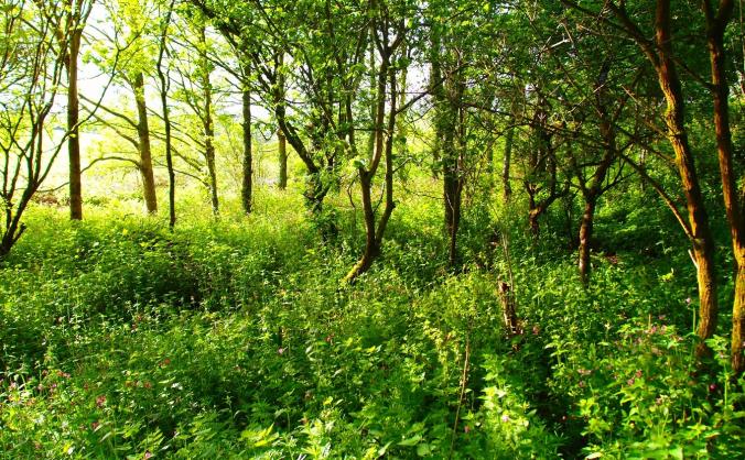 Land for Nature