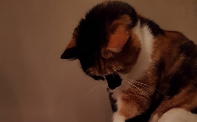 Help caroline with Dottys vet bills