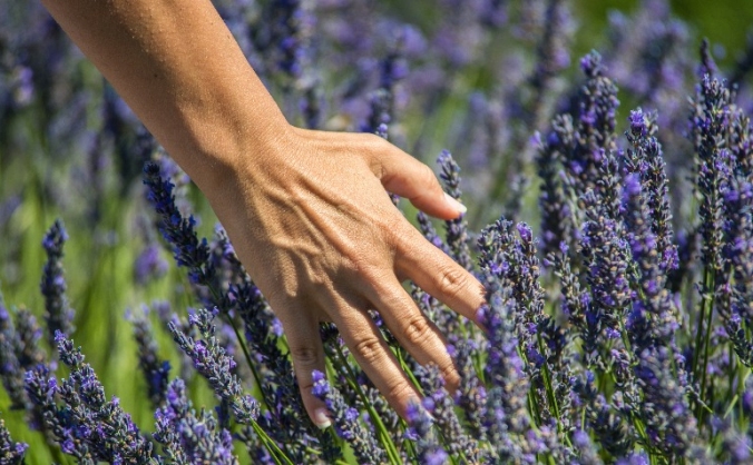 A Hospice garden to touch the senses