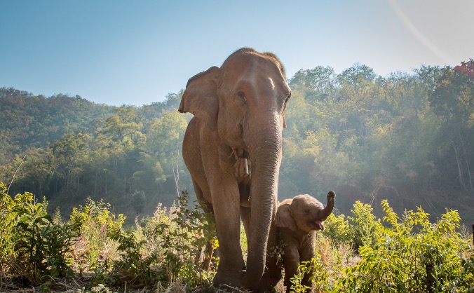 Bring the Elephants Back Home - Save The Grey