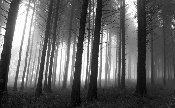 Within the Woods