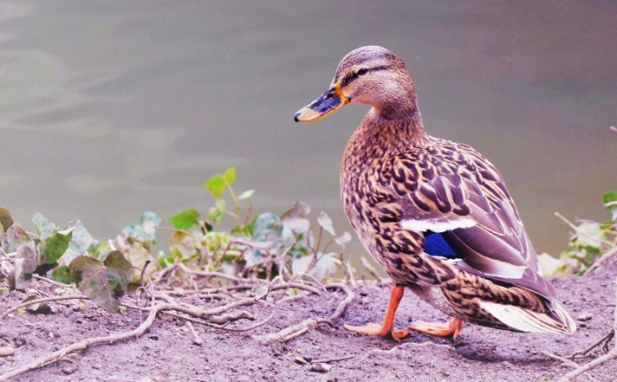 Duckpond: An Element of Mystery in Umpteen Samples