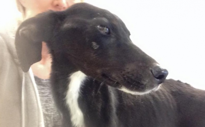 Helping Cyprus pups find their wings