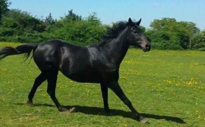 Sponser a rescued horse to keep him in his home.