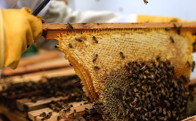 Worthing Honey Collective