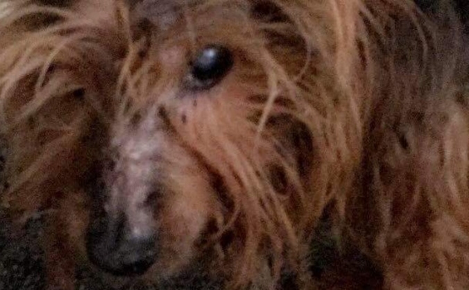 HELP WITH TONY THE TERRIER'S VET FEES