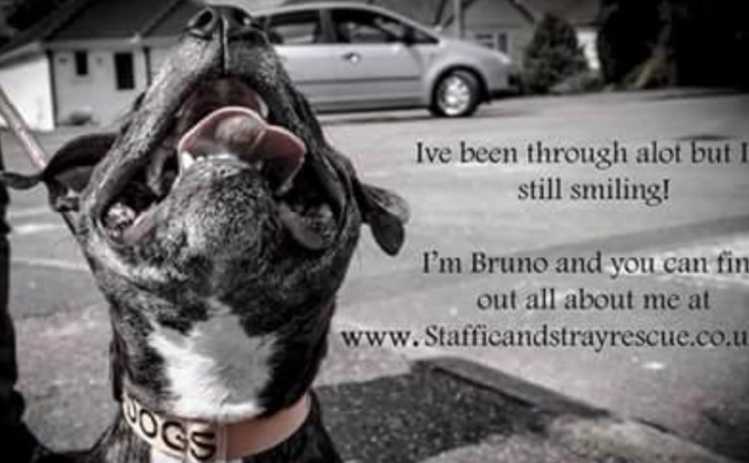Kennel Build for Staffie and Stray Rescue
