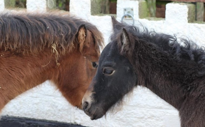 The Moorland Gelding Project