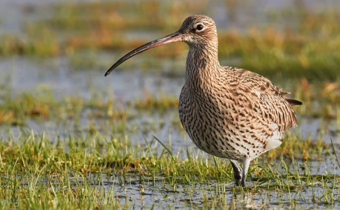 The Curlew Walk - 500 miles for curlews