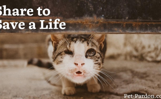 Pet Pardon App