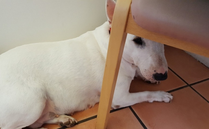 please can yo help with Stevies Medical Bills,
