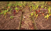 Herts & Essex Community Farm