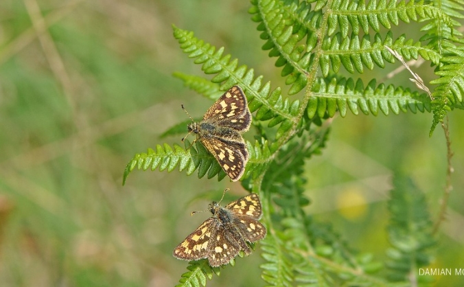 Help bring the Chequered Skipper home