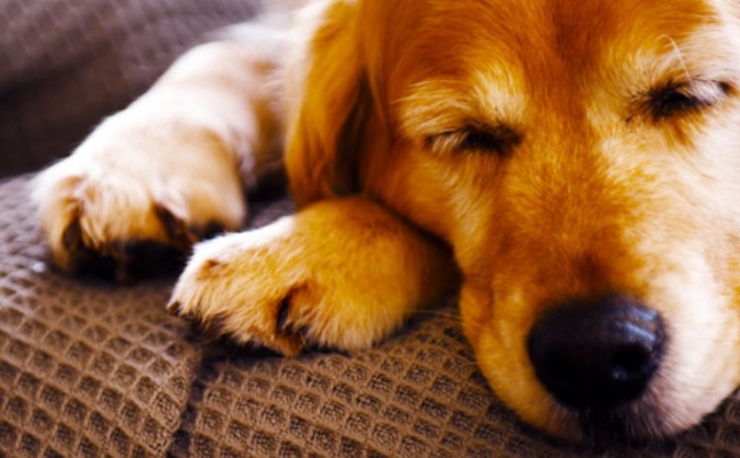 Student Project- Animal Assisted Therapy Doc
