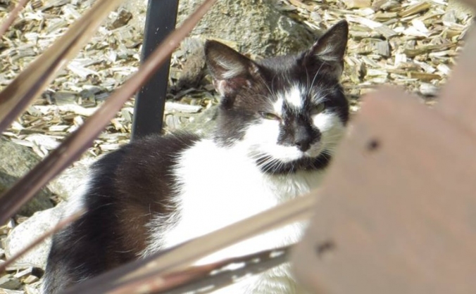 help me feed the strays and care for them