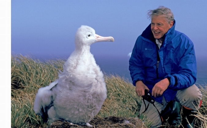 Hookpod; technology to save seabirds and turtles
