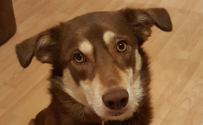Save coco