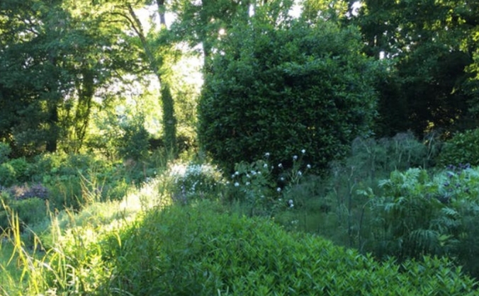 Healing Herb Garden Rejuvination